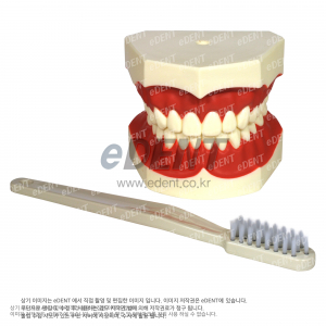 스터디모델 A-TYPE(with brush) 교육용