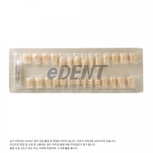 Melamine MODEL Set of 28 Teeth(28 치아 세트)
