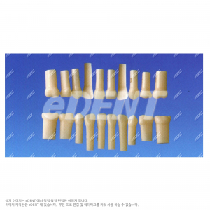 단일 치근의 유치 치아