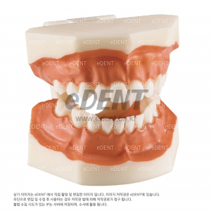 Deciduous Model Hard-Type (유치모형)