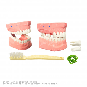 Dental Model (환자 설명용 모델)