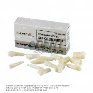 표준형 덴티폼 치아(STANDARD MODEL TEETH)