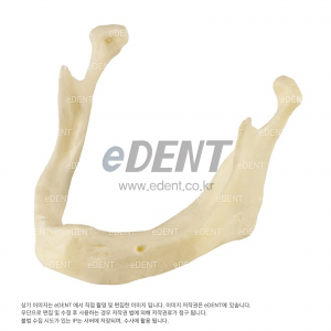 하악무치악(턱뼈)Mandible