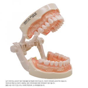 치과위생과 실습용 모형 (기본형)