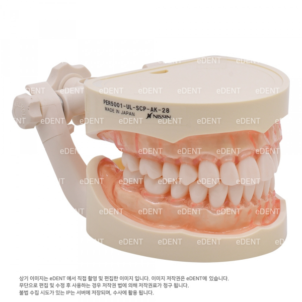 (주)이덴트 치과재료·치과의약품 전문,치과위생과 실습용 모형 (기본형)