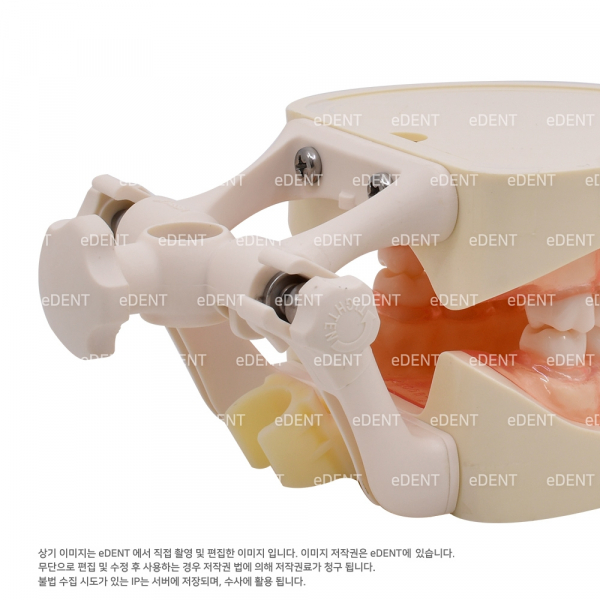 (주)이덴트 치과재료·치과의약품 전문,치과위생과 실습용 모형 (기본형)