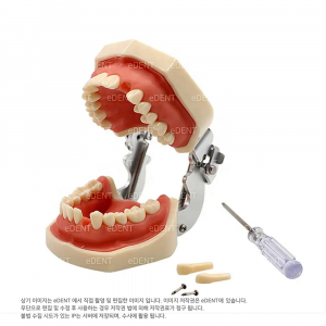 표준 치아모델 (소프트 티슈)