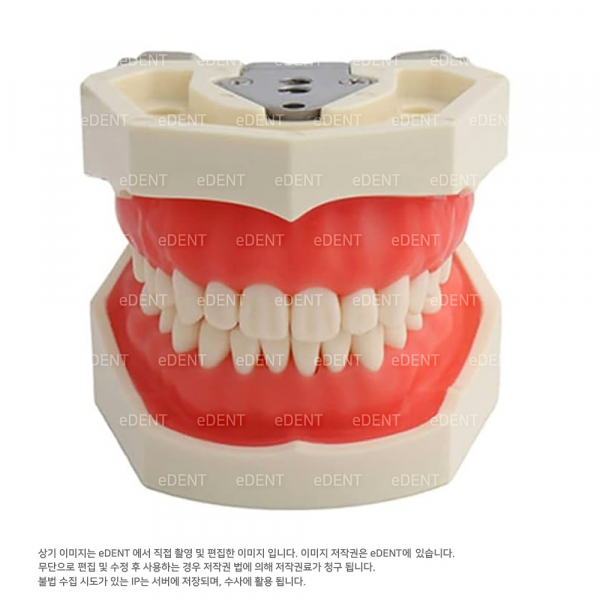 (주)이덴트 치과재료·치과의약품 전문,표준 치아모델 (소프트 티슈)