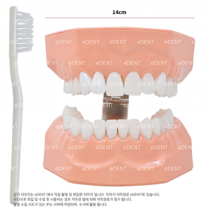 대형 양치 교육모델 (상악치아 2개 탈착가능)